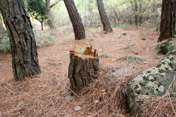 How Our Tree Care Process Works  in  Rio Bravo, TX