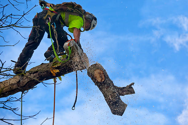 Reliable Rio Bravo, TX Tree Removal Services Solutions